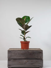 files/IndoorPlants-StudioShots13.11.2023-379.jpg